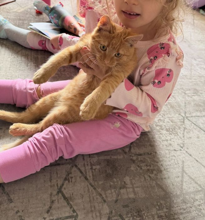 Dau spre adopție Pisica de 6 luni