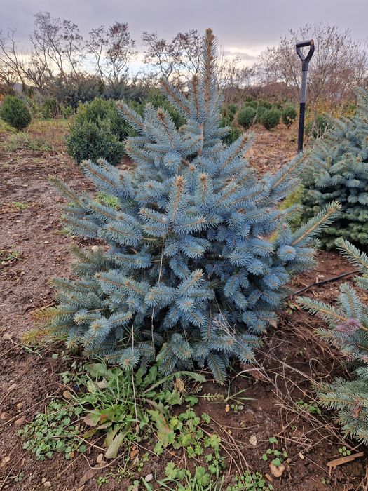 BRAD (Molid argintiu) producție proprie