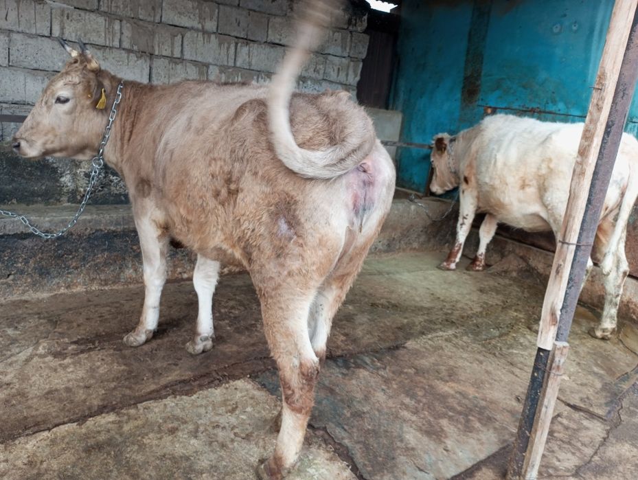 Продам жирную телку