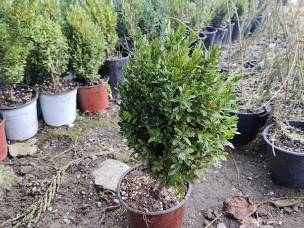 Buxus (cimir) - Cel mai frumos pentru gard viu si alei! Producator!