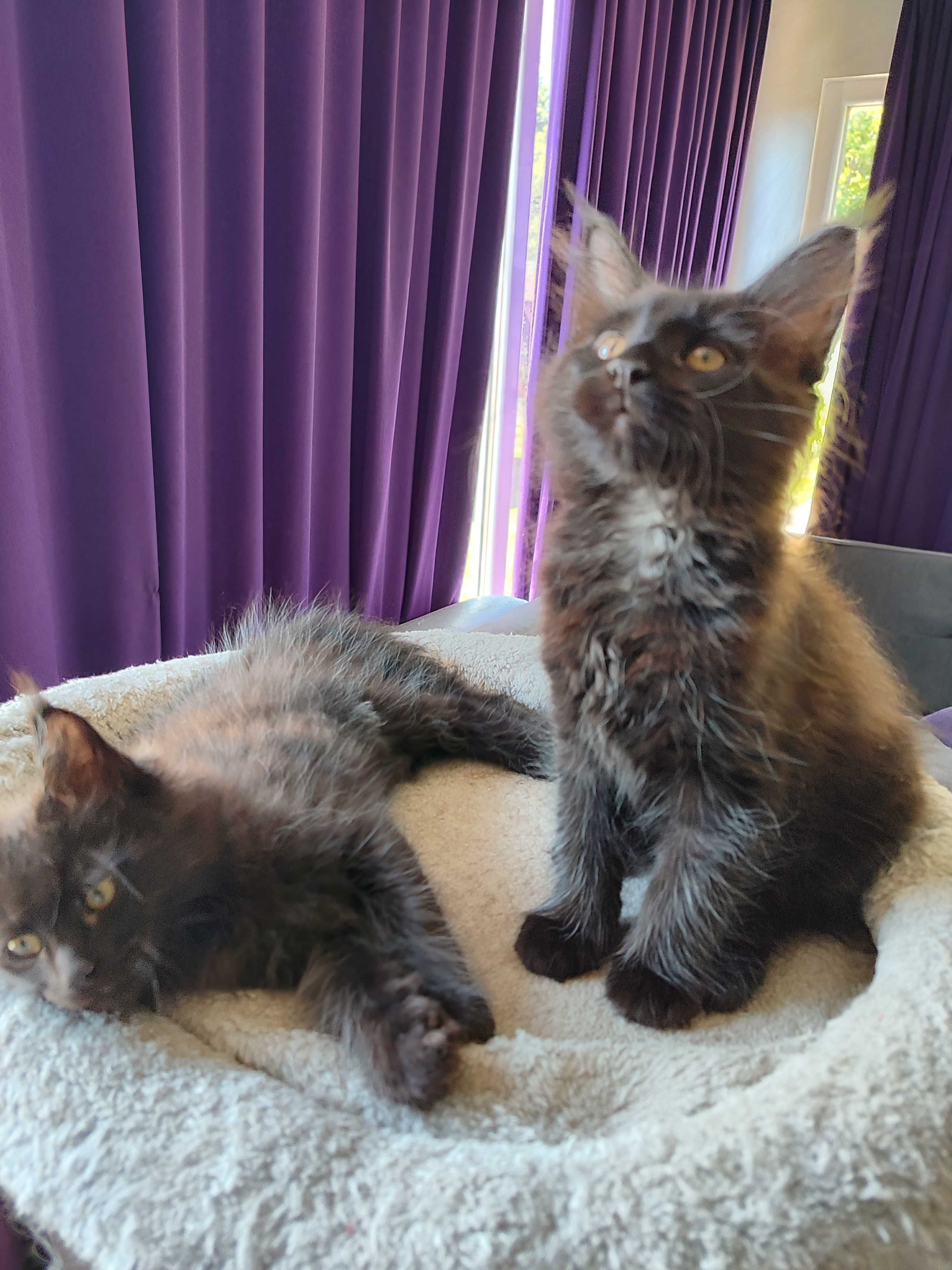 Котенца Мейн Кун