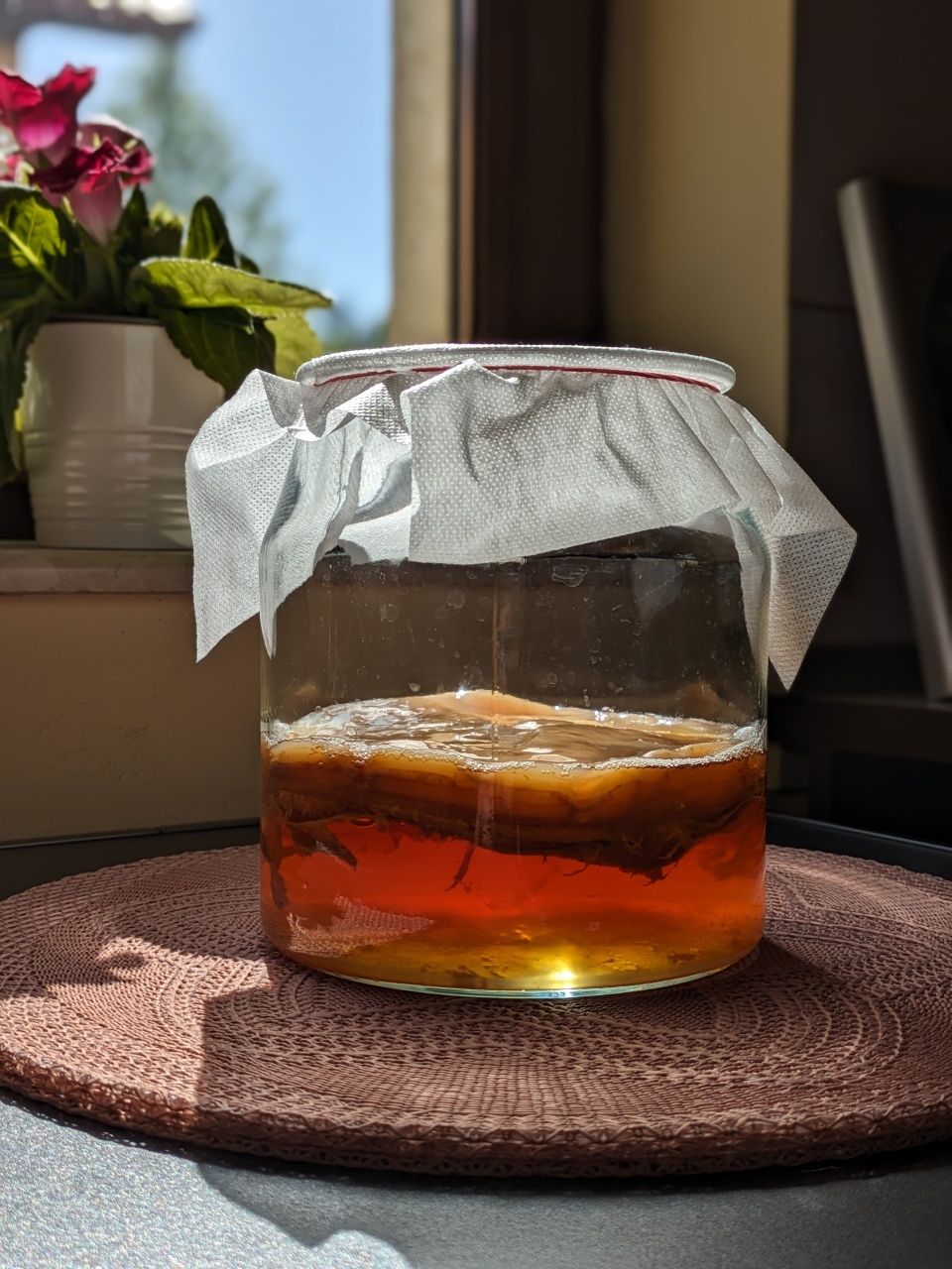 Kombucha (Scoby) + ceai starter