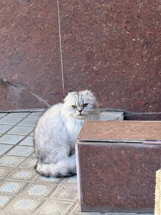 Скотиш фолд. Вислоухая