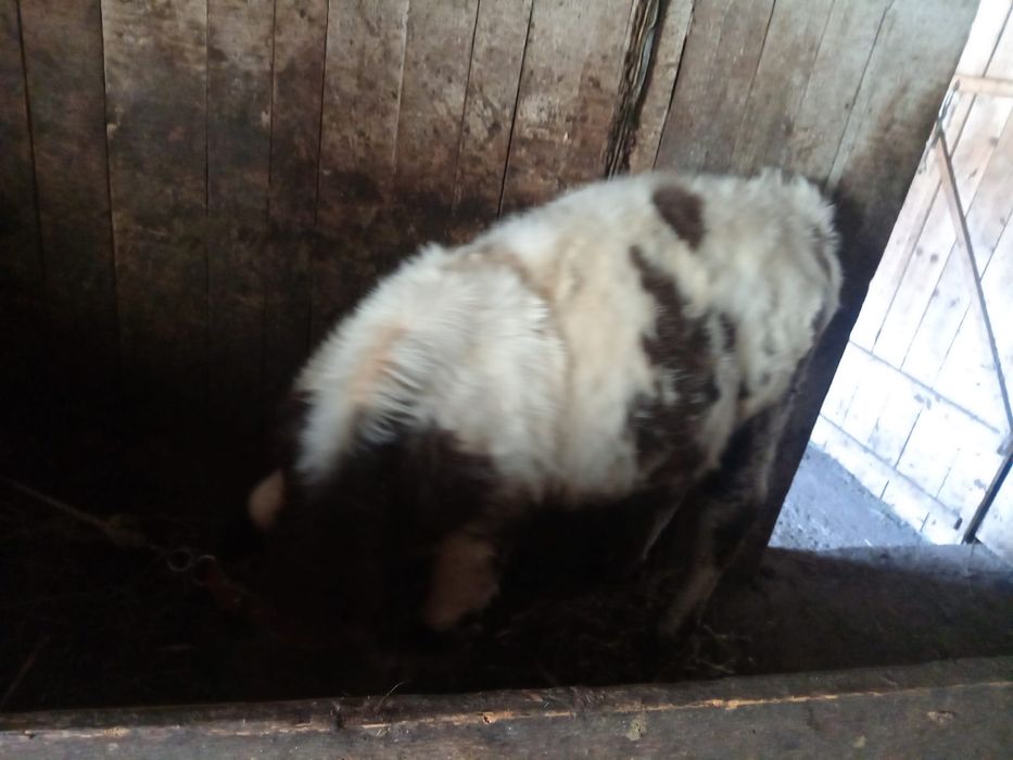 Vand vitel,cresut bine si intretinut are 5 luni !