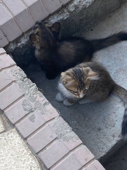 Котята мальчик девочка