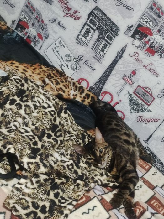 Бенгальская кошка