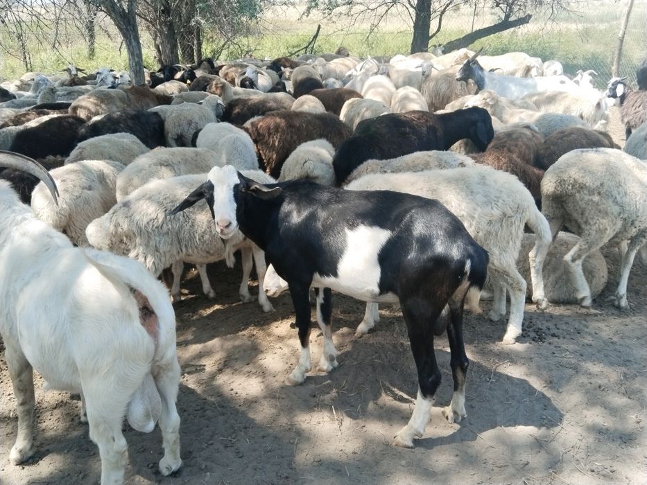 Ешилер сатылады Алпи занен породалар теке лактар сатылады кабарласында