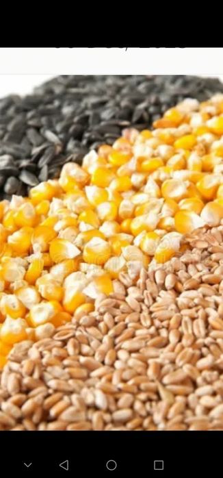 vând cereale grau porumb orz ovăz floarea soarelui și Spartura amestec