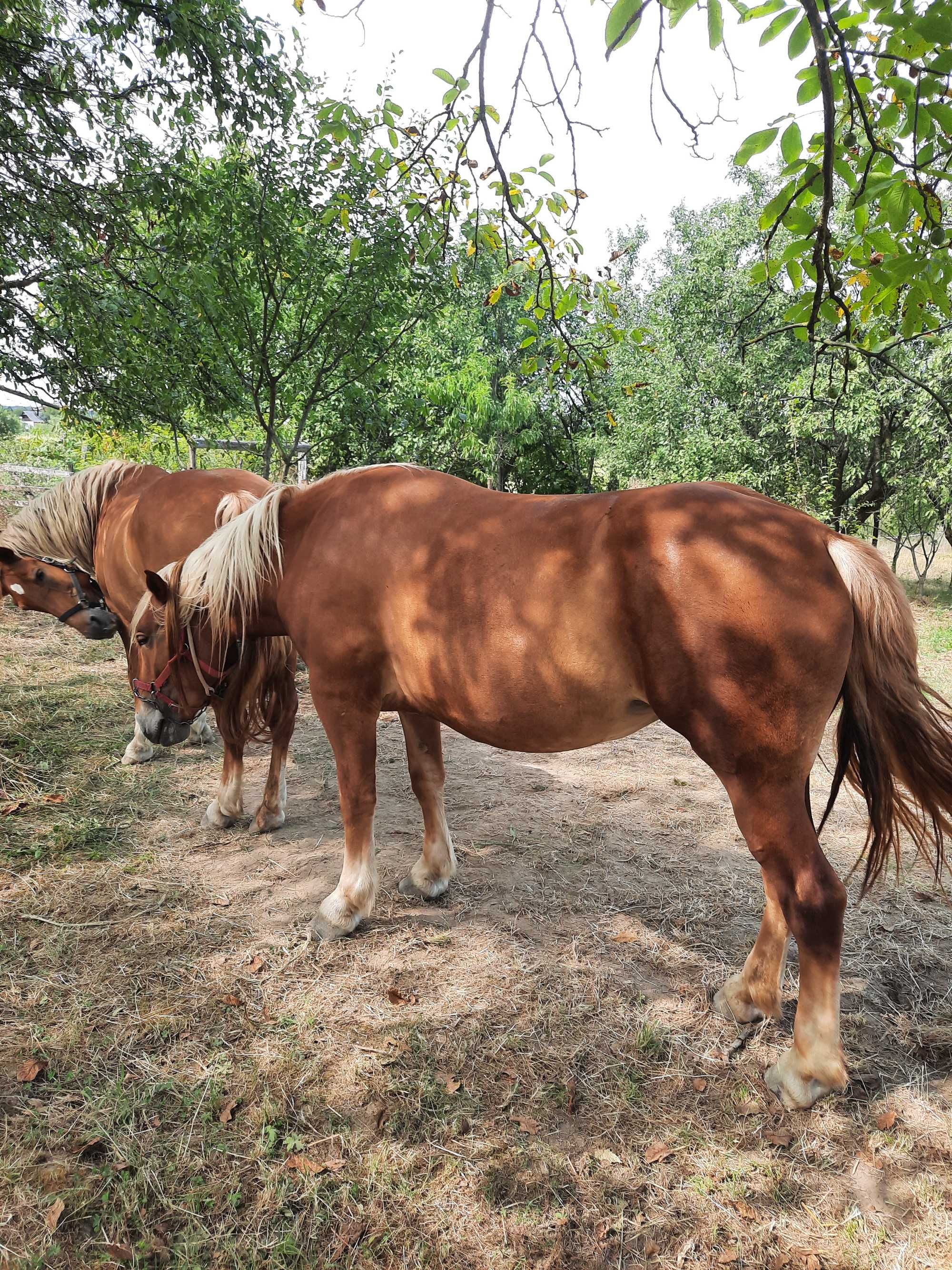 Vand iapa si manza