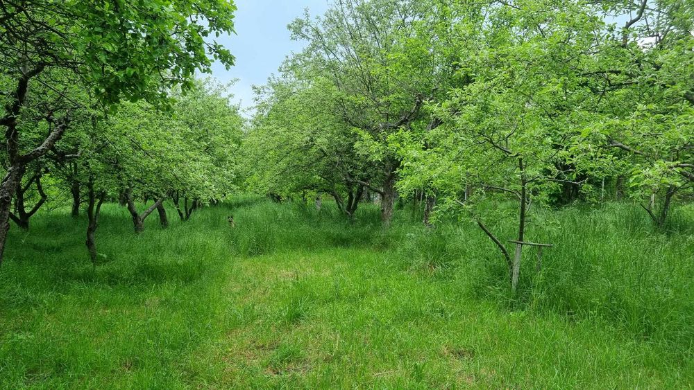 Casa cu teren generos