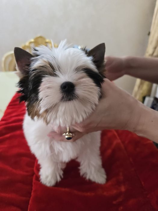 Femelă 4 luni Biewer Terrier