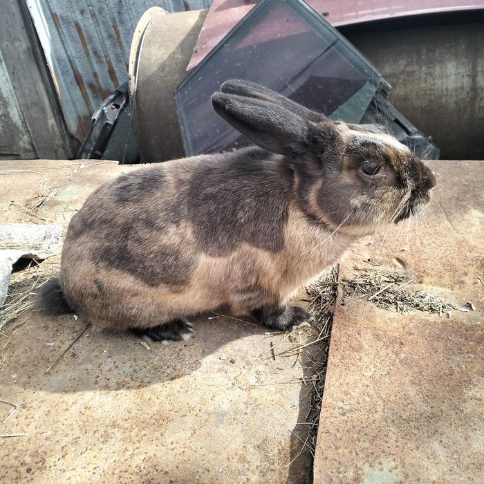 Продам карликового кролика