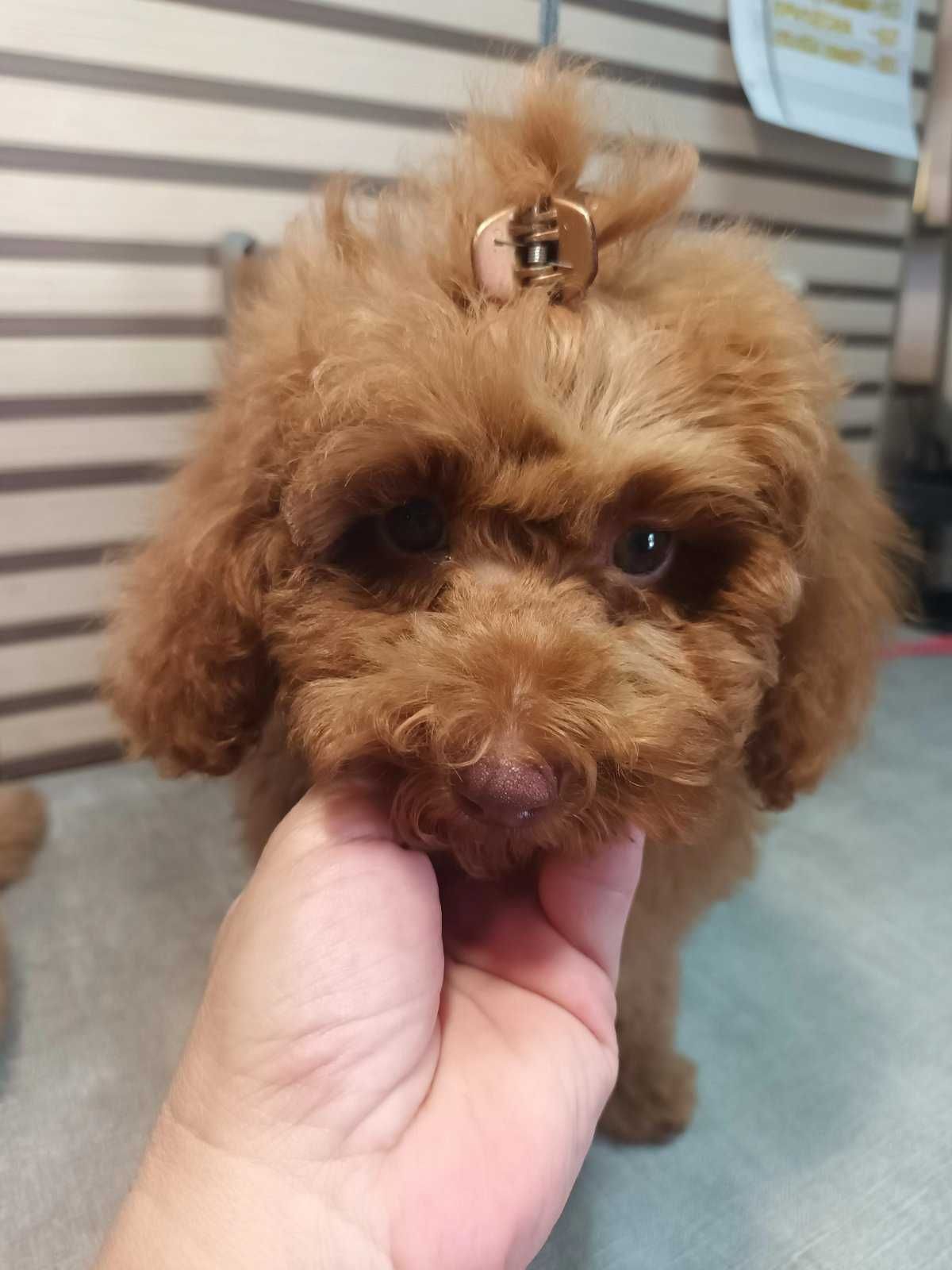 Пудел Той- Poodle Toy