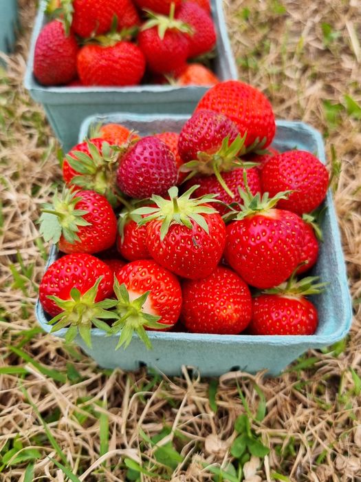 Stoloni de căpșuni – soi Premial