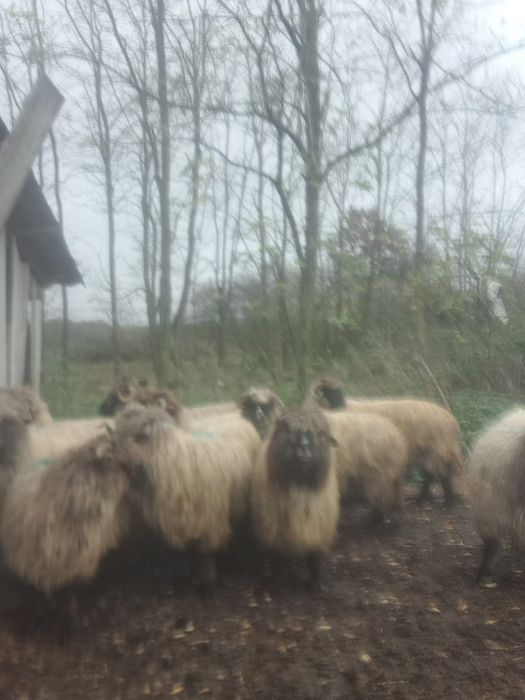 Oi bune de vânzare !