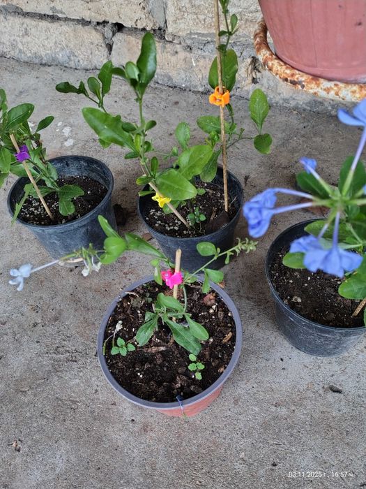 Предлагам бяло и синьо плумбаго