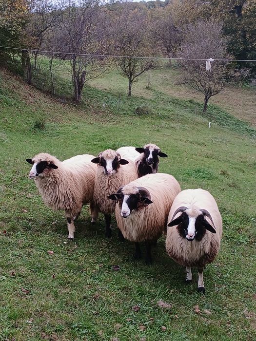 Vand 5 miei 4 miele si un bărbăcuț