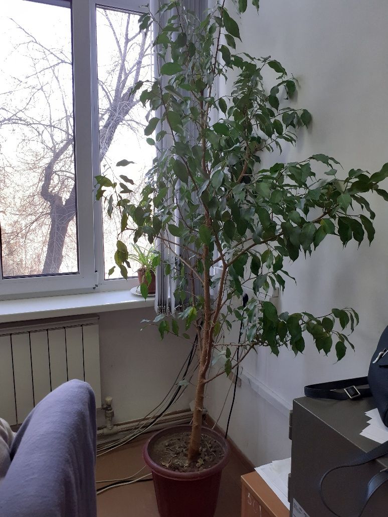 Декоративное дерево "Фикус"