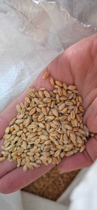 Grau de vanzare - productie 2025