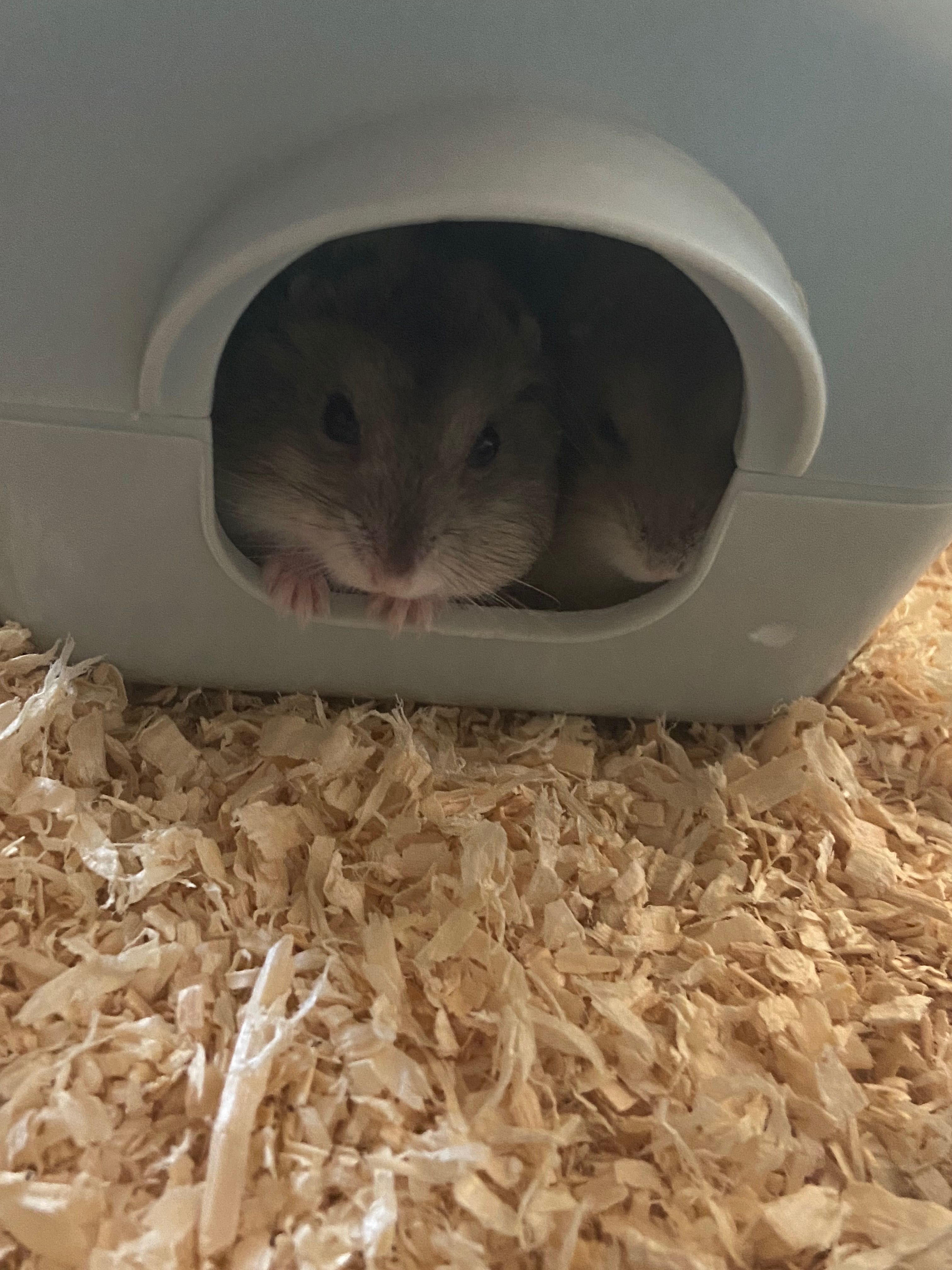 Vand hamsterii cu tot cu cusca!
