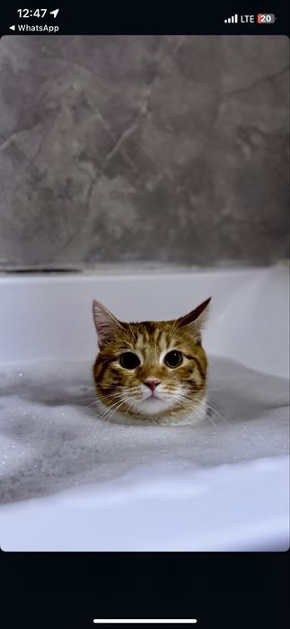 Отдам даром кота