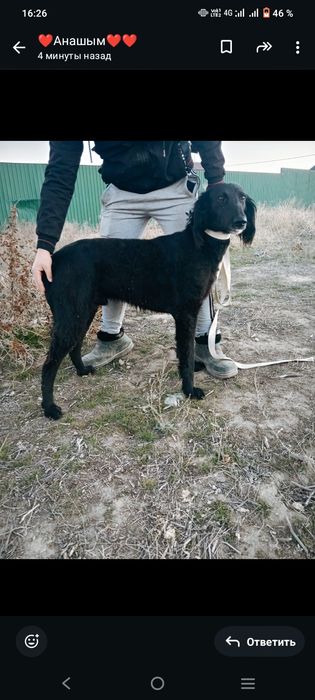 Тазы ит собака тазы