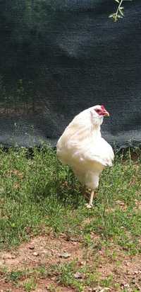 Cocos Araucana 2023