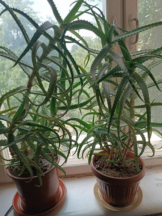 Продаю алоэ лекарственный