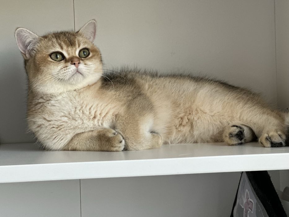 British shorthair golden shaded, FETITA superba !! FELISA AUTORIZATA !