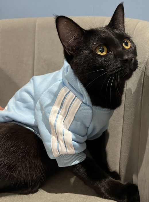 Отдам кота срочно