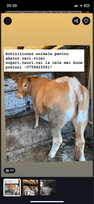 Vaci vitei cai ahizitii