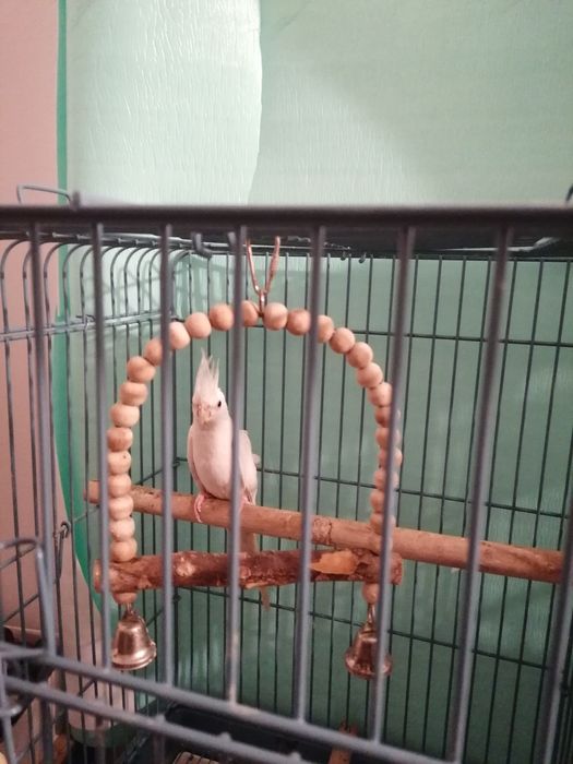 Vând papagal Nimfă