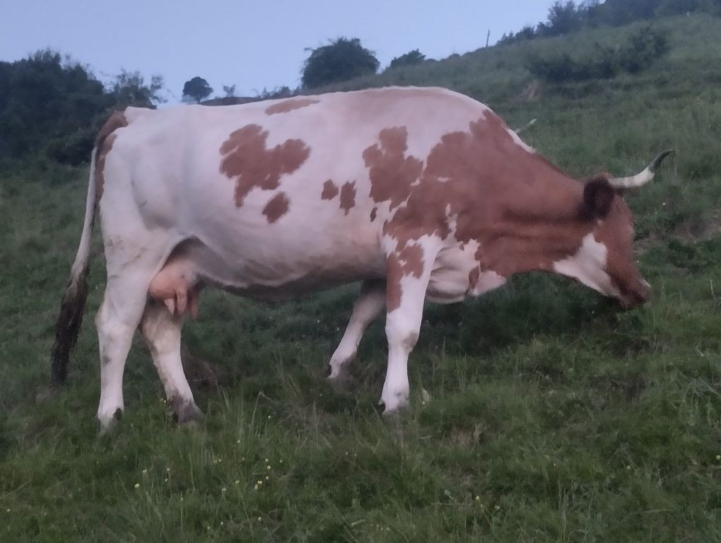 Vaci de vânzare.