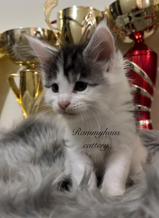 Felisa autorizata WCF, vinde pisoi cu pedigree, rasa Maine coon