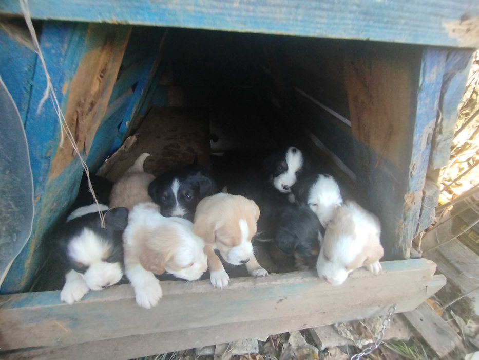 Подарявам най-сладките кученца