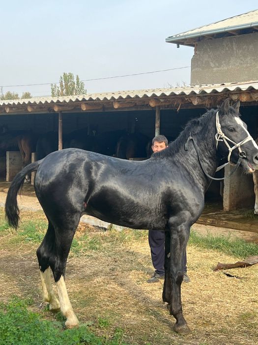 Toy 2 yosh srochni pul kere