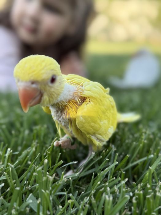 Pui blanzi papagali micul alexandru obisnuiti cu copiii Alexander