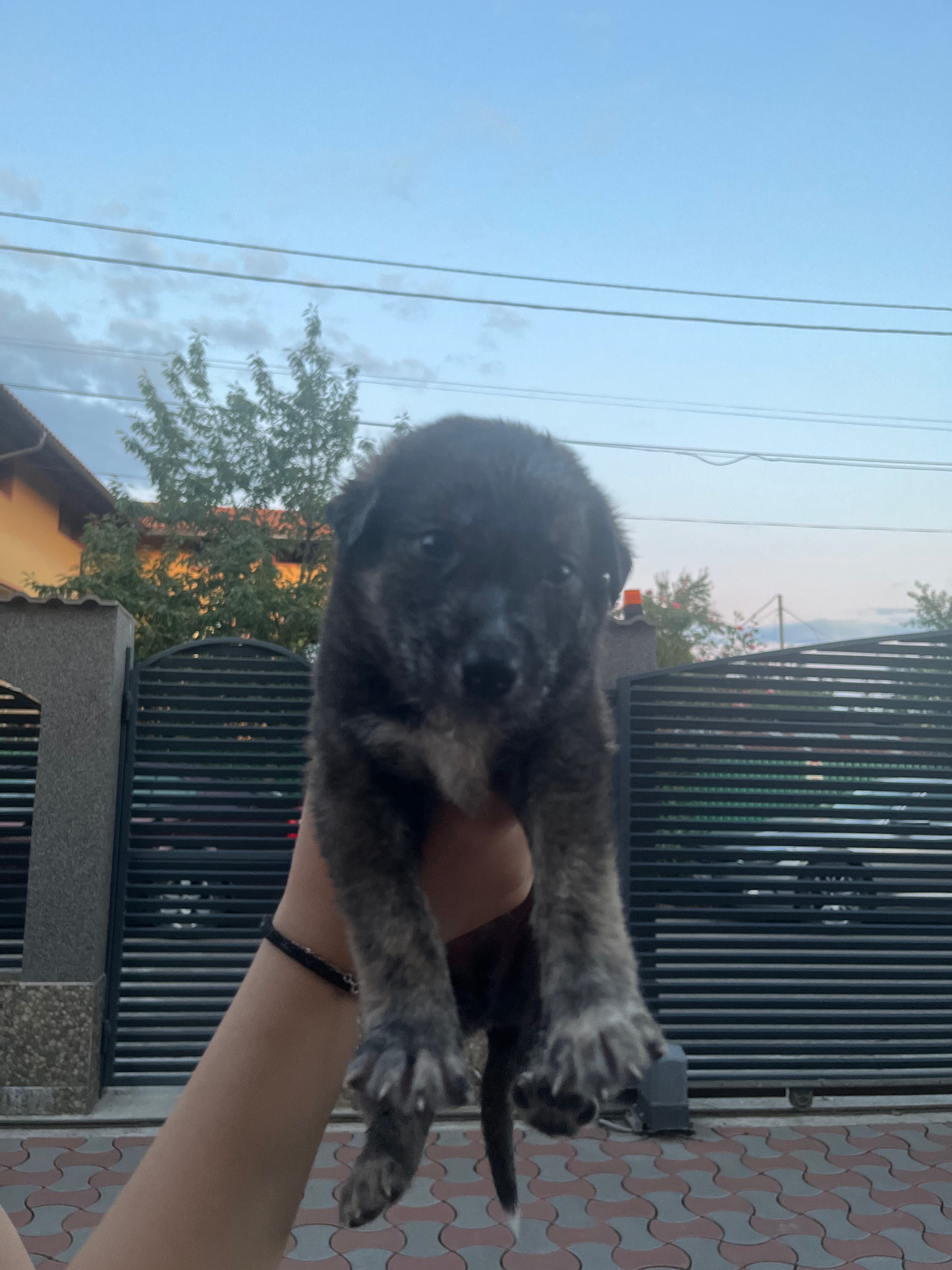 Catelusi adoptie