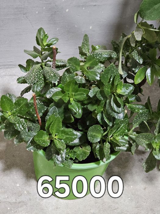 Gullar sotiladi yaxshi parvarish qilinggan
