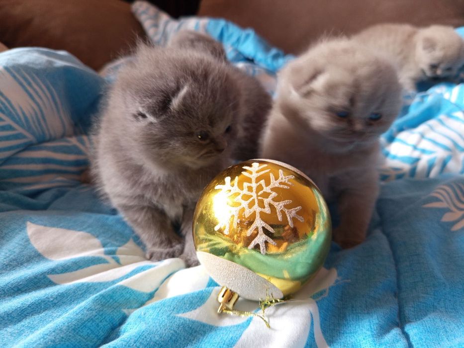 Британски котенца