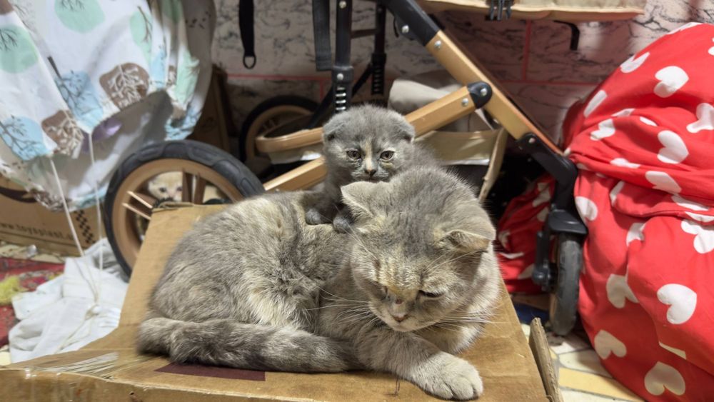 Продаётся котенок с мамой