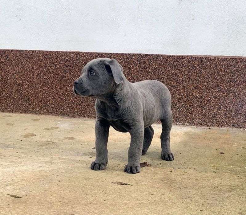 Mascul cane corso