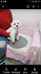 Bichon maltez mini toy