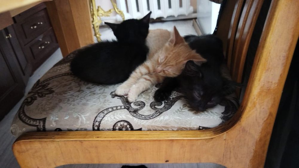 Отдаем котят  рыжего и черных два и один белый