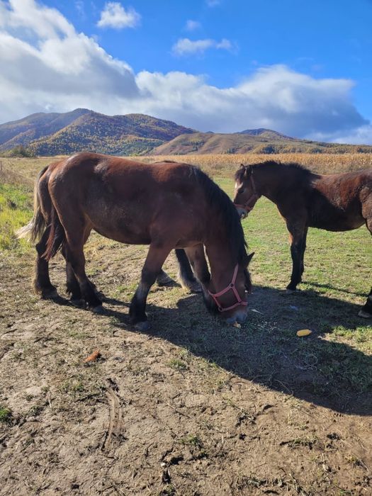 Vand manza de un an jumate