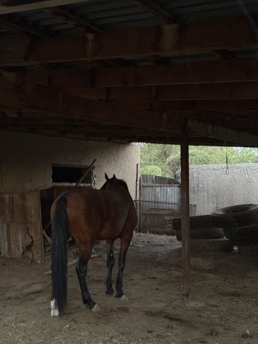 Продам лошадь 650 к сауда бар