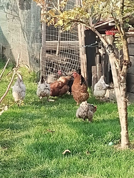 Vand găini de casă  crescute ci porumb .