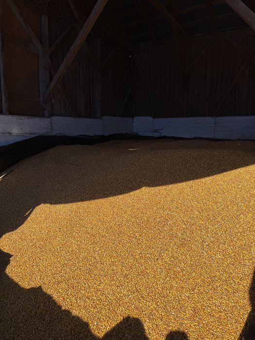 Porumb si grau  recolta 2025