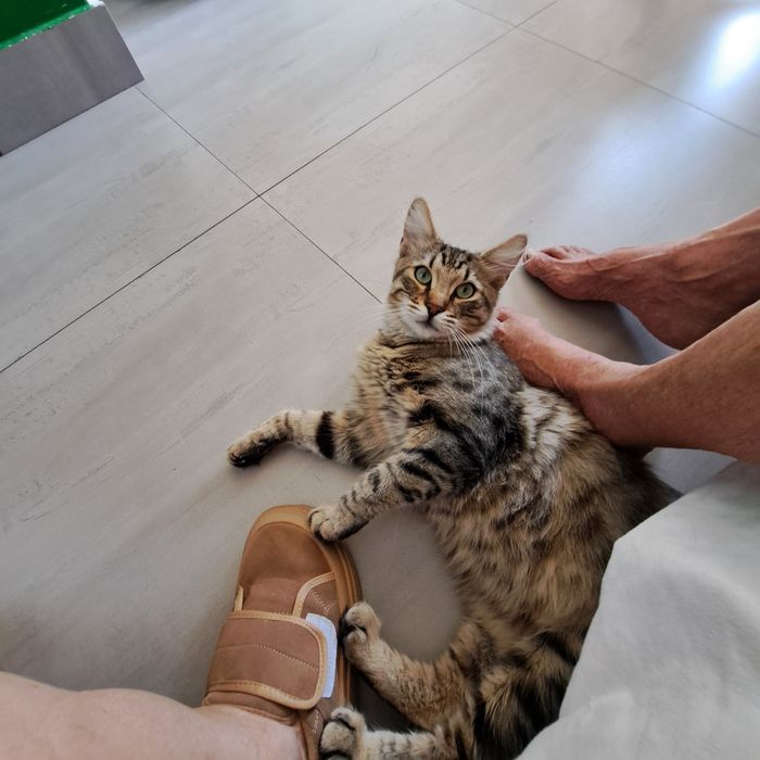 Adoptie motan castrat