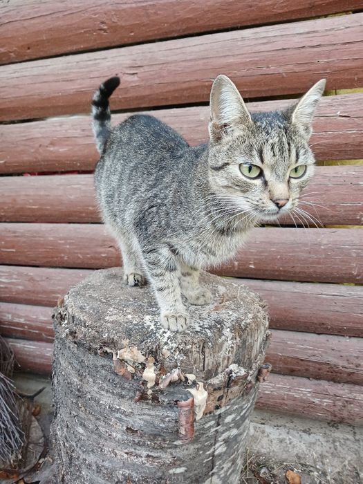 Ofer spre adopție un motan si o pisicuta